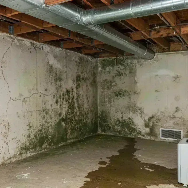 Professional Mold Removal in Damascus, OR